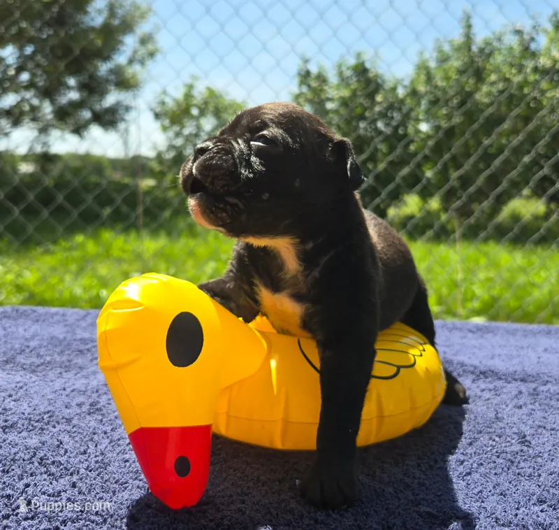 Woody – Olde English Bulldogge puppy for sale in Carey, OH