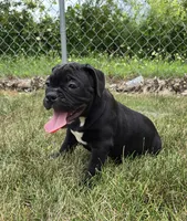 Woody, a male Olde English Bulldogge for sale in Carey, OH – 5 of 10