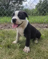 Margaret, a female Olde English Bulldogge for sale in Carey, OH – 5 of 10