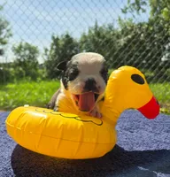 Forky, a male Olde English Bulldogge for sale in Carey, OH – 2 of 8