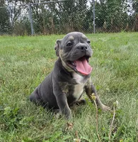 Ryder, a male Olde English Bulldogge for sale in Carey, OH – 4 of 10