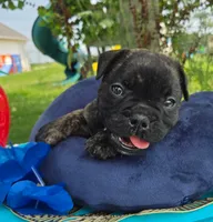 Howard, a male Olde English Bulldogge for sale in Carey, OH – 4 of 6