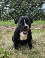 Trixie, a female Olde English Bulldogge for sale in Carey, OH – 4 of 10