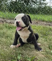 Alice, a male Olde English Bulldogge for sale in Carey, OH – 3 of 10