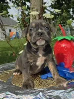 Ryder, a male Olde English Bulldogge for sale in Carey, OH – 4 of 10
