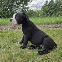 Gunther, a male American Bulldog for sale in Carey, OH – 5 of 9