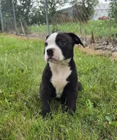 Gunther, a male American Bulldog for sale in Carey, OH – 4 of 9