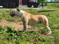 Olivia, a female American Bulldog for sale in Carey, OH – 6 of 7