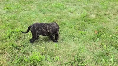 Olivia, a female American Bulldog for sale in Carey, OH – 10 of 10