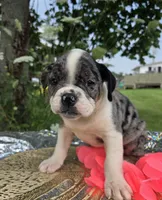 Liberty, a female Olde English Bulldogge for sale in Carey, OH – 2 of 10