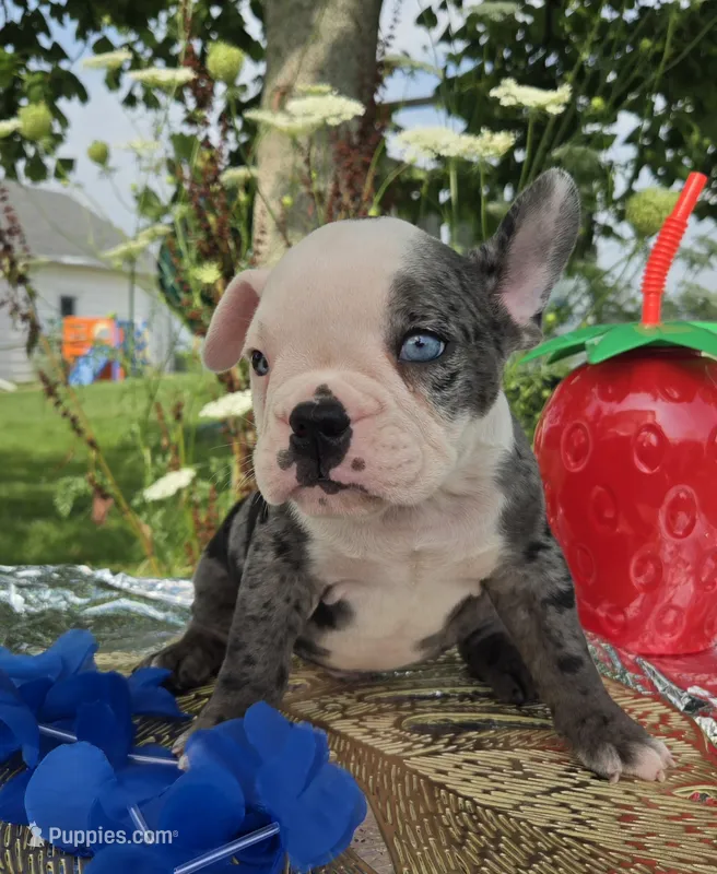 Rocky – Olde English Bulldogge puppy for sale in Carey, OH