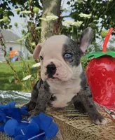 Rocky, a male Olde English Bulldogge for sale in Carey, OH – 1 of 10