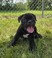 Woody, a male Olde English Bulldogge for sale in Carey, OH – 8 of 10
