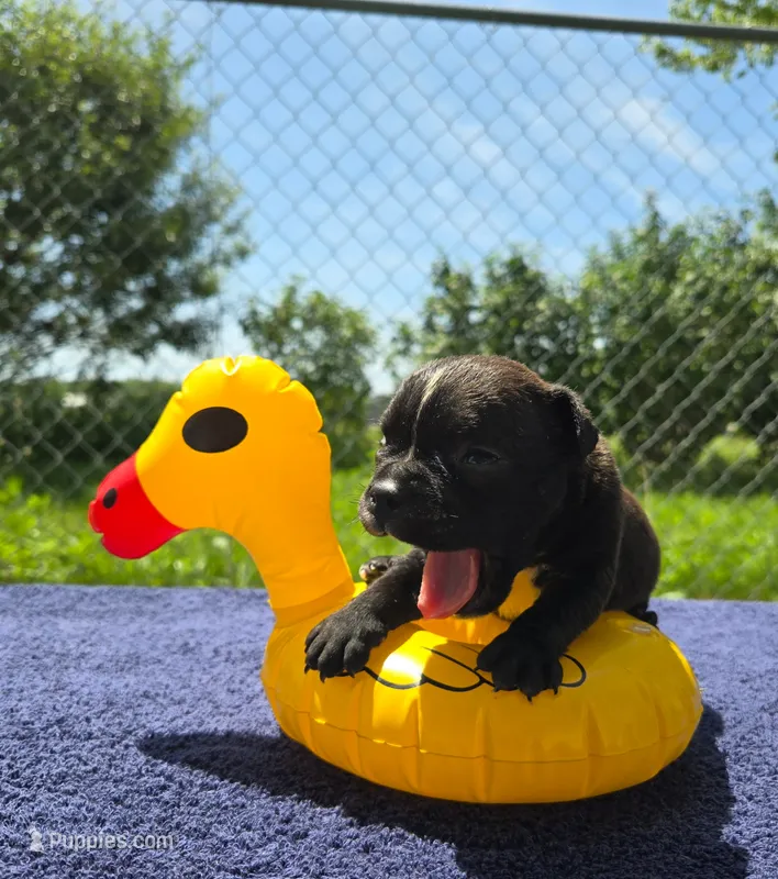 Buzz – Olde English Bulldogge puppy for sale in Carey, OH