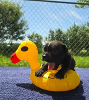 Buzz, a male Olde English Bulldogge for sale in Carey, OH – 1 of 6