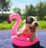 Bonnie, a female Olde English Bulldogge for sale in Carey, OH – 8 of 10