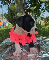 Alice, a male Olde English Bulldogge for sale in Carey, OH – 4 of 6