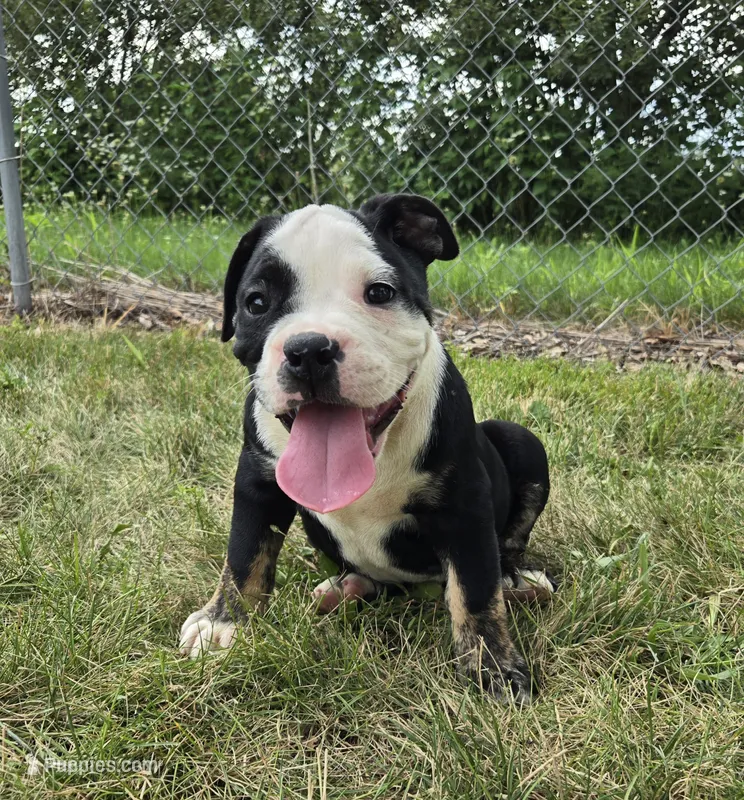 Ed – Olde English Bulldogge puppy for sale in Carey, OH