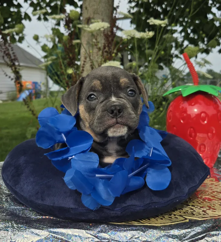 Ryder – Olde English Bulldogge puppy for sale in Carey, OH