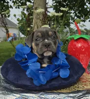 Ryder, a male Olde English Bulldogge for sale in Carey, OH – 1 of 10