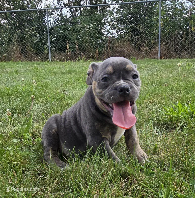 Ryder – Olde English Bulldogge puppy for sale in Carey, OH