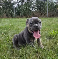 Ryder, a male Olde English Bulldogge for sale in Carey, OH – 1 of 10