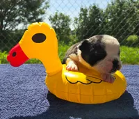 Forky, a male Olde English Bulldogge for sale in Carey, OH – 5 of 8