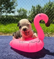 Bopeep, a female Olde English Bulldogge for sale in Carey, OH – 6 of 9