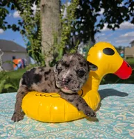 Ruble, a male Olde English Bulldogge for sale in Carey, OH – 4 of 5