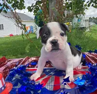 Bonnie, a female Olde English Bulldogge for sale in Carey, OH – 5 of 10