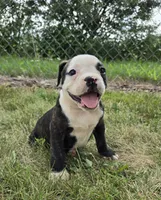 Alice, a male Olde English Bulldogge for sale in Carey, OH – 2 of 10