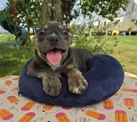 Ryder, a male Olde English Bulldogge for sale in Carey, OH – 3 of 10