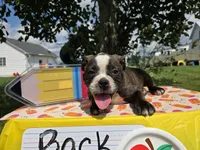 Henry, a male Olde English Bulldogge for sale in Carey, OH – 4 of 10
