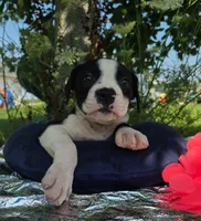 Alice, a male Olde English Bulldogge for sale in Carey, OH – 3 of 6