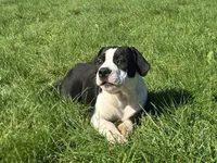Margaret, a female Olde English Bulldogge for sale in Carey, OH – 4 of 10