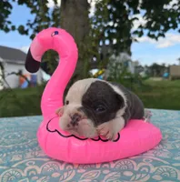 Skye, a female Olde English Bulldogge for sale in Carey, OH – 4 of 5