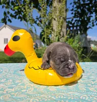 Ryder, a male Olde English Bulldogge for sale in Carey, OH – 5 of 6