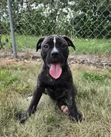 Olivia, a female American Bulldog for sale in Carey, OH – 4 of 10