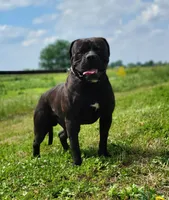 Dennis, a male Olde English Bulldogge for sale in Carey, OH – 6 of 6