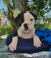 Joey, a male Olde English Bulldogge for sale in Carey, OH – 5 of 7