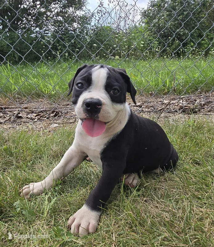 Margaret – Olde English Bulldogge puppy for sale in Carey, OH