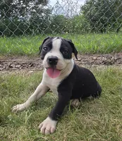 Margaret, a female Olde English Bulldogge for sale in Carey, OH – 4 of 10