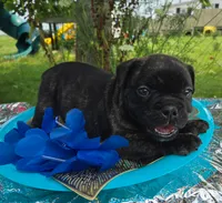 Howard, a male Olde English Bulldogge for sale in Carey, OH – 2 of 6