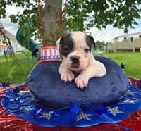 Bonnie, a female Olde English Bulldogge for sale in Carey, OH – 2 of 10