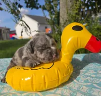 Chase, a male Olde English Bulldogge for sale in Carey, OH – 2 of 5