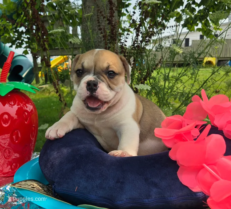 Irene – Olde English Bulldogge puppy for sale in Carey, OH