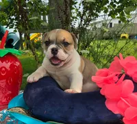 Irene, a female Olde English Bulldogge for sale in Carey, OH – 1 of 7