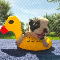 Forky, a male Olde English Bulldogge for sale in Carey, OH – 3 of 8