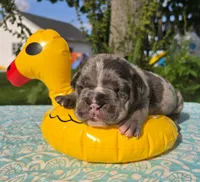 Chase, a male Olde English Bulldogge for sale in Carey, OH – 4 of 5