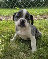 Liberty, a female Olde English Bulldogge for sale in Carey, OH – 3 of 10